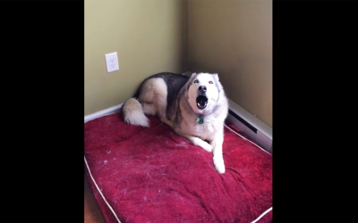 Human Wakes Her Tired Dog Up To Go For A Walk. The Dog Proceeds To Throw a Hysterical Tantrum.