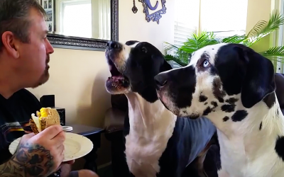 He Tells His Dog He Can’t Have a Bite Of His Sandwich. The Dog Proceeds To Throw a Hilarious Tantrum