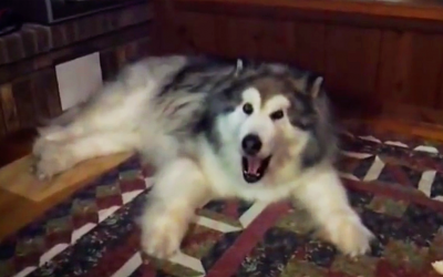 Human Asks Giant Dog If He Wants Green Beans For Dinner. He Responds With a Hilarious Temper Tantrum