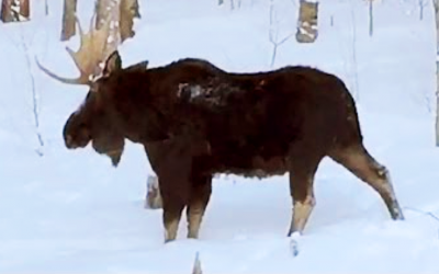 Family Spots and Films a Moose In Their Backyard. But Watch His Antlers Very Closely.