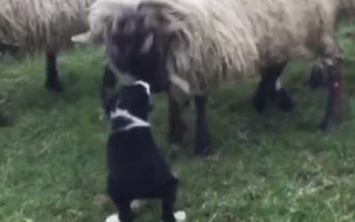 Ram Confronts Puppy Sheep Dog On His First Day On The Job. Now Watch The Pups Funny Response.