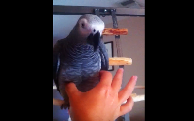 Each Time He Squeezes This Parrot’s Belly He Makes The Most Funniest Noise Ever