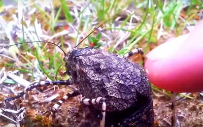 Man Notices a Strange Bug In The Grass. He Reaches Out Touches It Then It Totally Transforms!