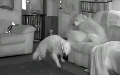 Nobody Believed Her When She Described Her Dog’s A.M. Ritual So She Got a Hidden Cam and Caught This