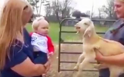 Mom Tells Girl To Say Hi To Baby Goat, But When The Goat Responds They Can’t Stop Cracking Up