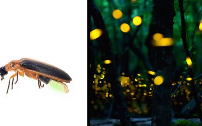 Apparently This Is The Scary Reason Why You Don’t See Fireflies On Your Lawn Anymore