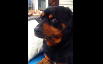 Dad Tells His Dog To Make His Meanest Face. Dog Then Makes The Funniest Face Ever.