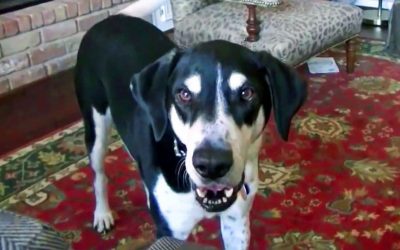 Dad Tells His Pup He Got a New Pet From The Pet Store. The Dog Proceeds To Throw a Hysterical Fit!