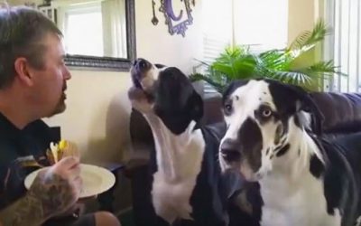 Daddy Tells His Huge Great Dane He Can’t Have His Sandwich. The Big Baby Proceeds To Throw a Hysterical Tantrum.