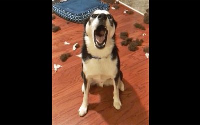 Mama Confronts Her Dog About The Giant Mess. He Denies It With a Huge Tantrum.