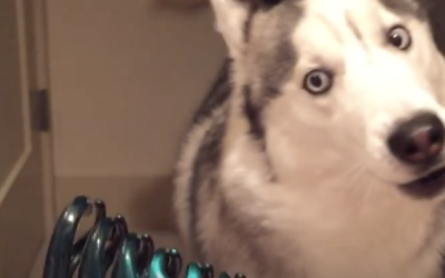 Everytime His Human Pulls Out The Scary Green Hairclip This Dog Has a Hysterical Fit