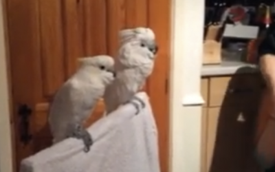 Each Time This Guy Plays Elvis For His Cockatoos They Have The Most Hysterical Reaction Ever!