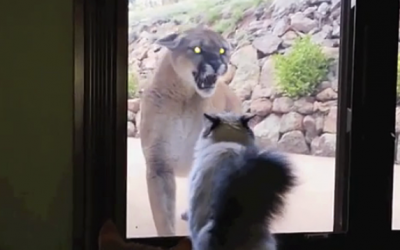 A Mountain Lion Approaches This House Cat. The Cat’s Reaction Is Hysterical!