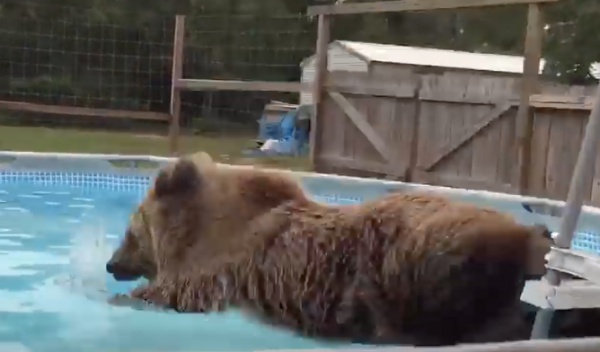 WATCH: THIS Bear Climbs Up The Ladder and Then Does An Epic Belly Flop