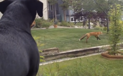 THIS Dog Left His Toy Outside and A Fox Found It. The Dog’s Reaction Is Hilarious!