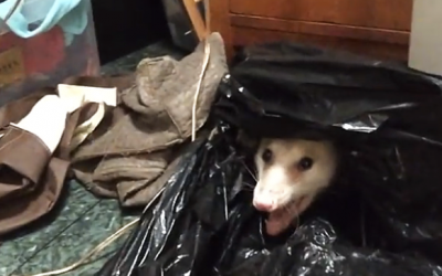 She Tries To Remove An Angry Possum From Her Closet. But In The Bag She Finds An Unexpected Surprise