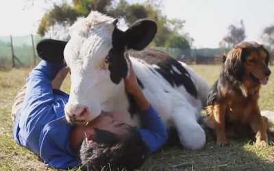 This Cow Was Saved Right Before He Was Going To Be Put Down. Now Watch His Daily Ritual.