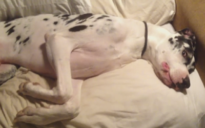 Mommy Tells Giant Great Dane To Get Out Of Bed But He Proceeds To Throw a Silent Hissy Fit Instead