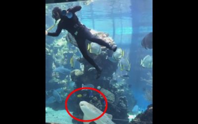 A Shark Swims Up To A Diver At An Aquarium And Surprises Him. Then Things Get Strange!