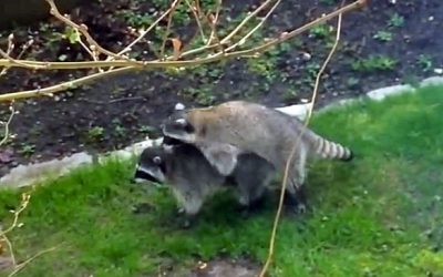 Family Watches A Male Raccoon Give ‘The Heimlich Maneuver’ To Female Raccoon. The Result Is Hilarious!