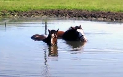 2 Horses In A Pond Get Caught On Camera Pulling Off The Most Unexpected and Surprising Trick