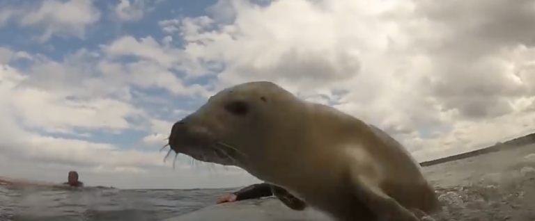 Video Surfer Hits The Waves And Comes Out Of The Ocean With A Surprise Unexpected Friend