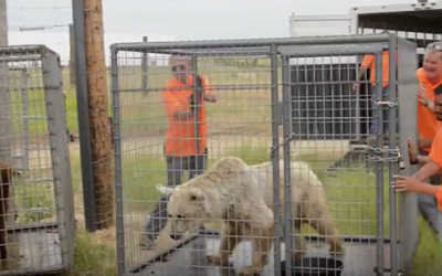 These Neglected Bears Were Caged For 20 Years. Now Watch The Moment When They Are Finally Set Free!