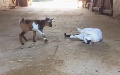 Two Adorable Baby Goats Meet The Barn Cat For The First Time