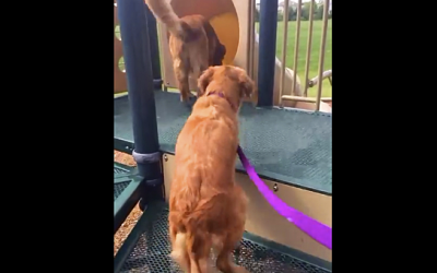 This Little Pup Climbs Up The Slide For The First Time. Now Watch When Her Big Sister Does THIS