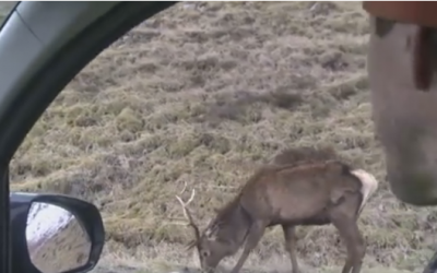 A Photographer Decided To Interrupt This Buck’s Dinner. The Deer Reacts By Doing The UNTHINKABLE!