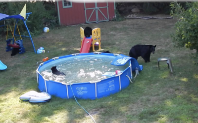 Video: Nobody Believed Her When She Described What These Bears Do Every Morning. So She Caught THIS