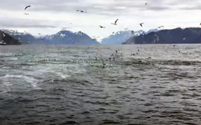 Man Is Filming Some Seagulls When He Gets The Unexpected Surprise Of Lifetime Which Make Him Poop His Pants!