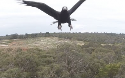 Watch What Happens When An Eagle Collides With a Drone!