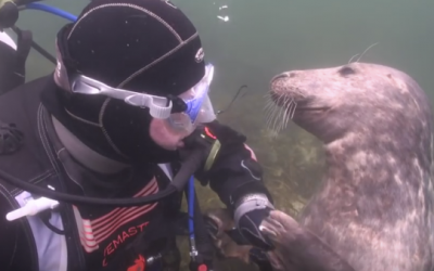 A Wild Seal Asks This Scuba Diver For A Belly Rub. His Reaction Is An Unexpected Surprise!