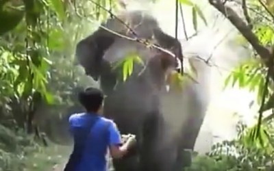 An Elephant Charges Full Speed At This Guy But Somehow He Knew To Do THIS!