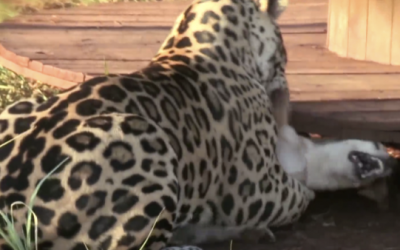 At First I Was Terrified When A Jaguar Caught THIS Little Dog. But What Follows Is An Unexpected Surprise!