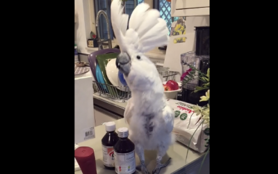 Every Time This Cockatoo’s Human Puts On His Favorite Song He Has The Funniest Dance Moves