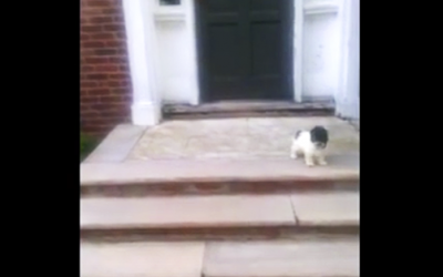 Nervous Little Pup Figures Out an Adorable Way Down The Steps