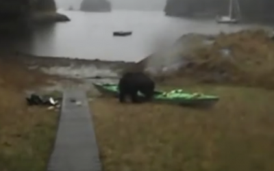 She Weirdly Thanks This Wild Bear For Not Eating Her Kayak. Now Watch The Bears Unexpected Reaction!