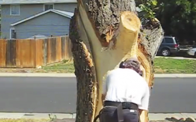 A Tree Fell In Her Yard. But 2 Weeks Later They Transform It Into Is An Unexpected Amazing Surprise!