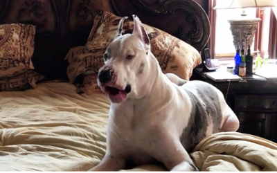 Great Dane Is Not Happy When Mom Tells Him To Get Off The Bed. He Then Throws a Hysterical Hissy Fit