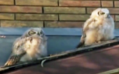 This Owl Poops On His Friend. Now Watch The Hysterical Confused Look On His Face When He Realizes.