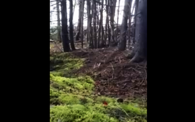 It Seems Like A Normal Forest. But When The Ground Begins To Move WOW!