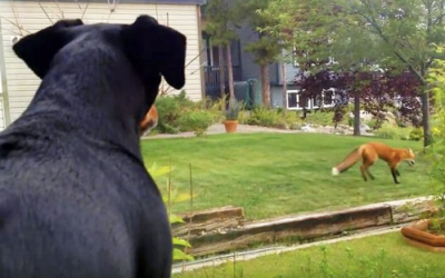 Dog Looks Out The Window And Sees a Fox Playing With His Toy. He Proceeds To Throw a Funny Tantrum.