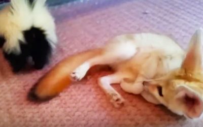 Watch This Adorable Baby Fox Play With This Cute Baby Skunk