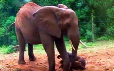 Pregnant Mama Elephant Gives Birth To A Baby. Now Keep Your Eyes On The Right Side Of The Screen!