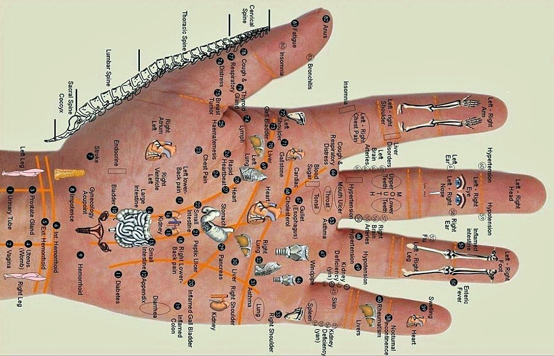 Органы на руке человека. Palm Medical points.