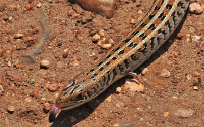 When He Looked Down and Saw This Snake He Noticed Something Very Strange. Can You See It?