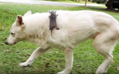 Animal Adopts THIS Unlikely Orphaned Baby. What They Look Like Years Later Is An Unexpected Surprise!