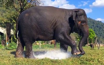 THIS Elephant Steps On Sprinkler and Breaks It. But What She Does At The End Is Priceless!